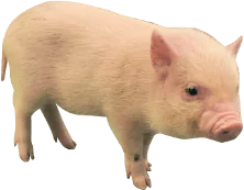 “会津ひまわり豚”の由来